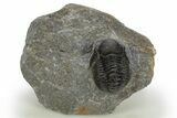 Detailed Gerastos Trilobite Fossil - Morocco #310277-1